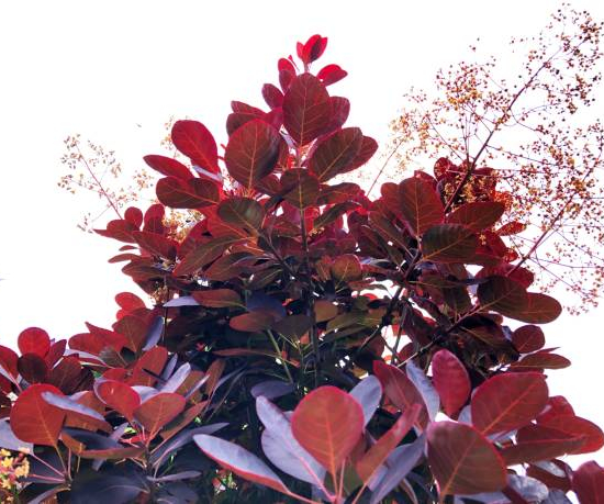 Arbre à perruque 'Lilla'