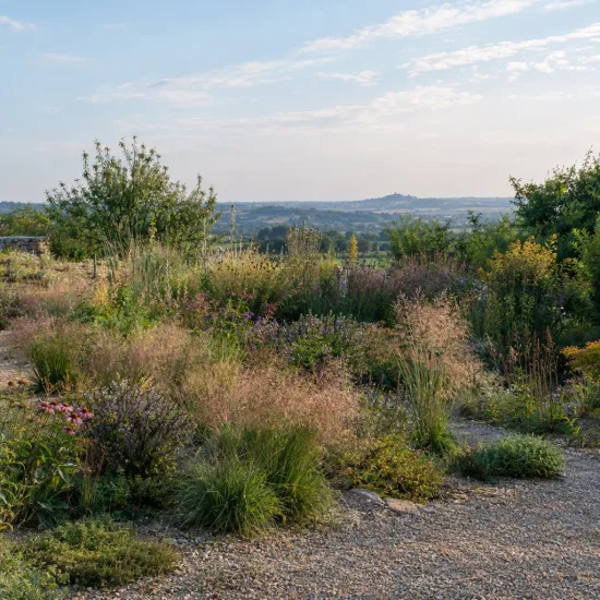 Eragrostis (Eragrostis spectabilis) — massif naturel de graminées et vivaces au jardin · Photo d'illustration