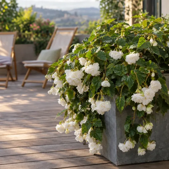Bégonia retombant 'Cascade blanc' (Begonia) — plante retombante aux fleurs blanches sur terrasse · Photo d'illustration