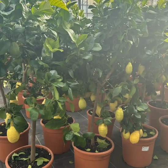 Citronnier 4 saisons