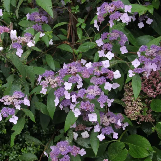 Hortensia velu
