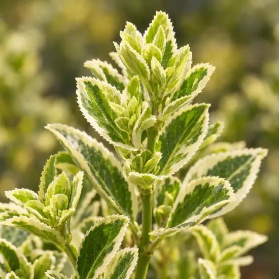 Fusain du japon 'Kathy' (Euonymus japonicus) — gros plan sur jeunes feuilles panachées dentelées