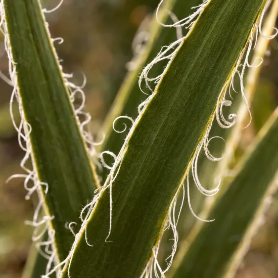 Hesperaloe géant 'Alba' (Hesperaloe funifera) — gros plan sur feuilles rubanées aux fibres bouclées · Photo d'illustration