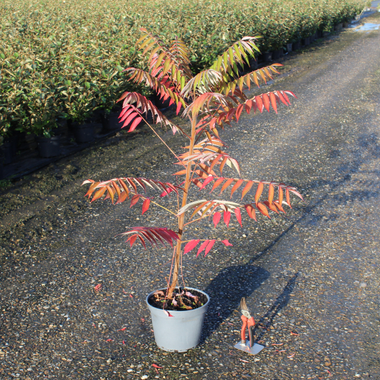 Sumac de virginie