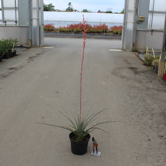 Yucca rouge