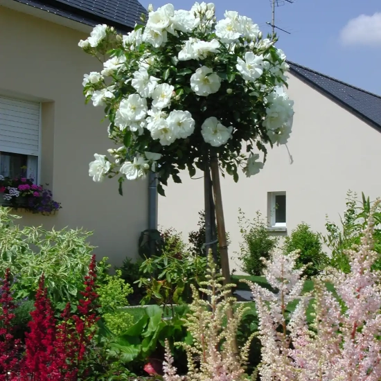 Rosier 'Opalia noaschnee '