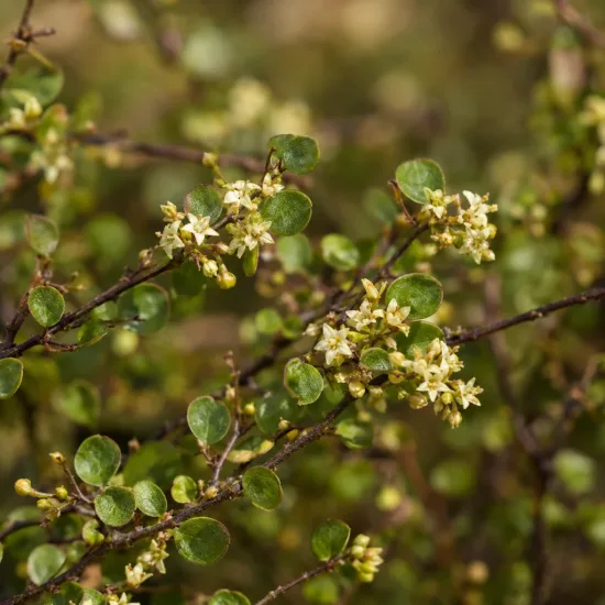 Muehlenbeckia, plante fil de fer ou wire vine 'Sealand compact' (Muehlenbeckia complexa) — rameaux fins avec petites feuilles rondes et fleurs crème · Photo d'illustration
