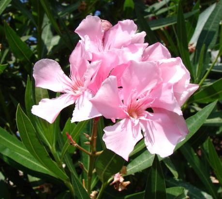 Laurier rose 'Colise'
