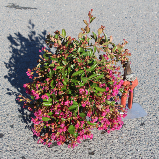 Lilas des indes 'Mimie fuschia'