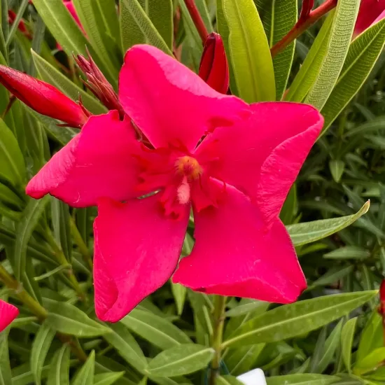 Laurier rose 'Italia' (Nerium oleander)