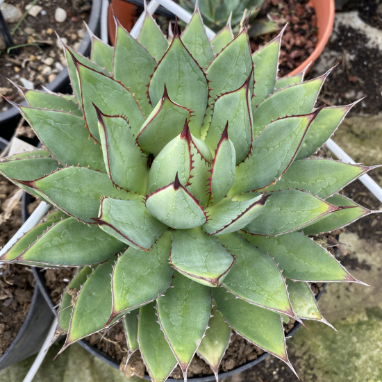 Agave isthmensis x filifera