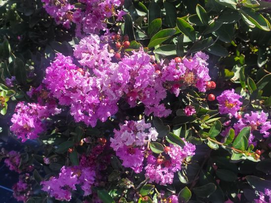 Lilas des indes 'Bonnet violet'