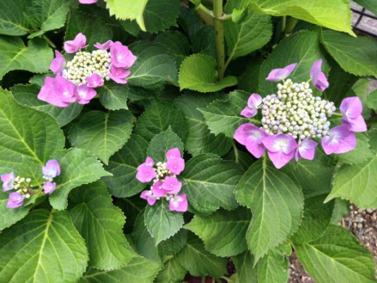 Hortensia 'Zorro rose'
