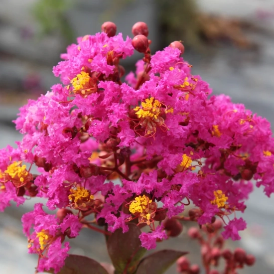 Lilas des indes 'Maroon star'