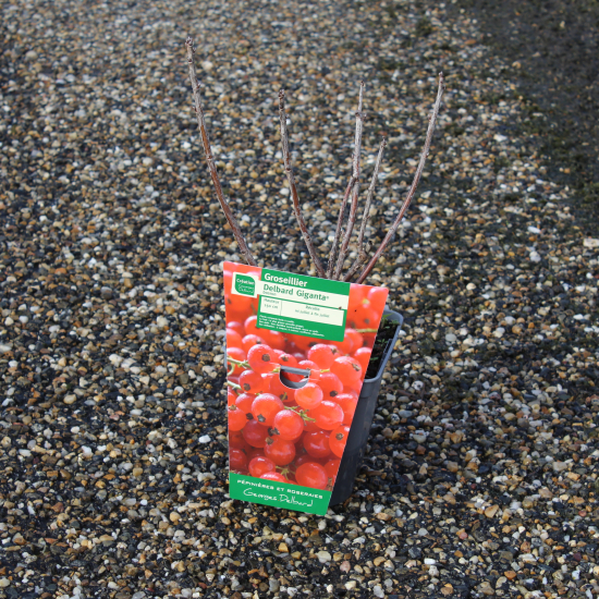Groseillier à grappes 'Delbard giganta rouge'