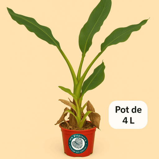 Bananier lotus d'or