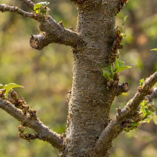 Pommier 'Mm106' (Malus domestica) — tronc avec jeunes bourgeons et petites feuilles · Photo d'illustration