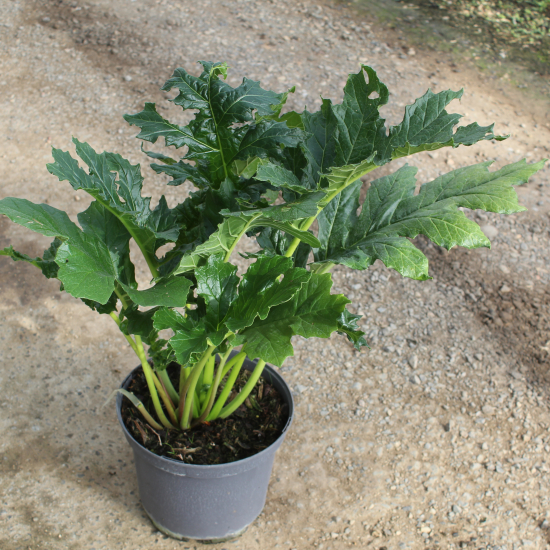 Acanthe à feuilles larges