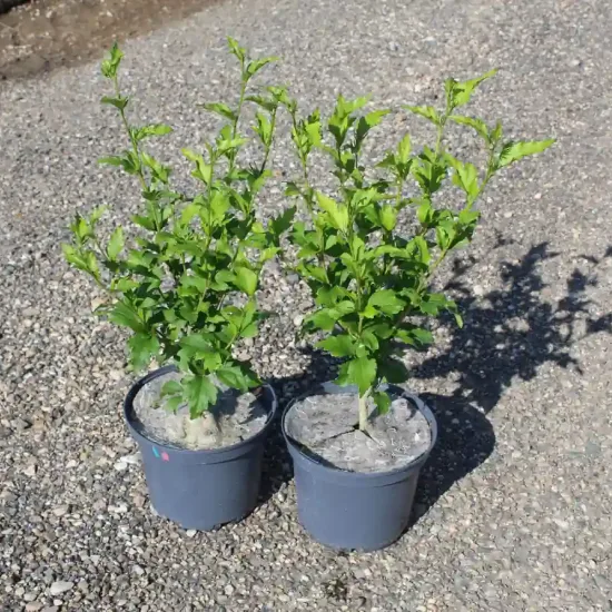 Althéa 'Oiseau bleu' (Hibiscus syriacus) — deux jeunes arbustes verts en pots sur gravier · Pot 3L