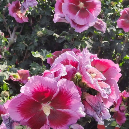 Althéa 'Hibisa cocktail'