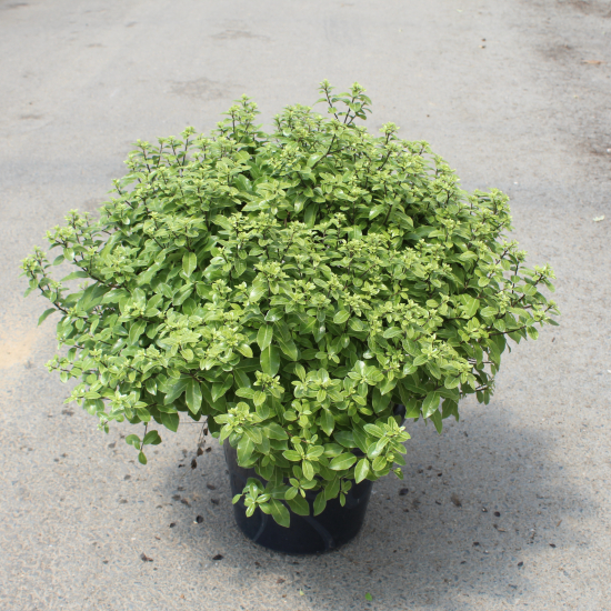 Pittospore 'Golf ball'