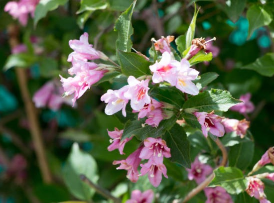 Abelia à grandes fleurs Pinky Bells