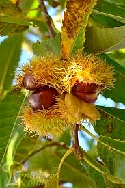 Châtaigner 'Bouche de betizac'