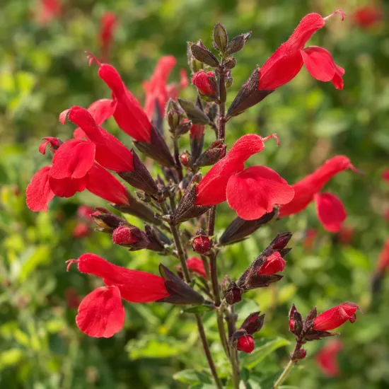 Sauge de graham 'Lemonei' (Salvia microphylla) — grappes de fleurs rouges sur tiges vertes