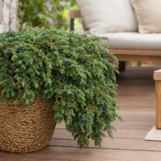 Genévrier commun 'Corielagen' (Juniperus communis) — arbuste retombant en pot tressé sur terrasse