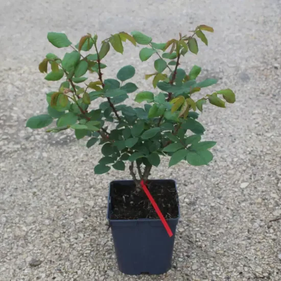 Rosier 'Notre dame de paris' (Rosa hybrida) — Pot 5L