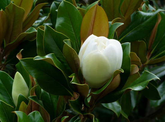 Magnolia 'Little gem'
