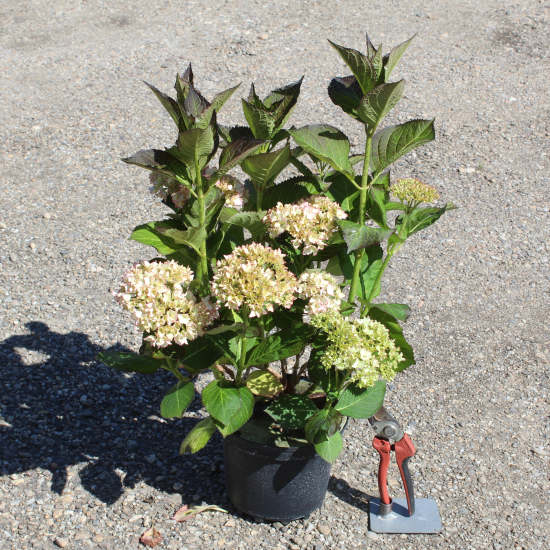 Hortensia 'Dolce france'