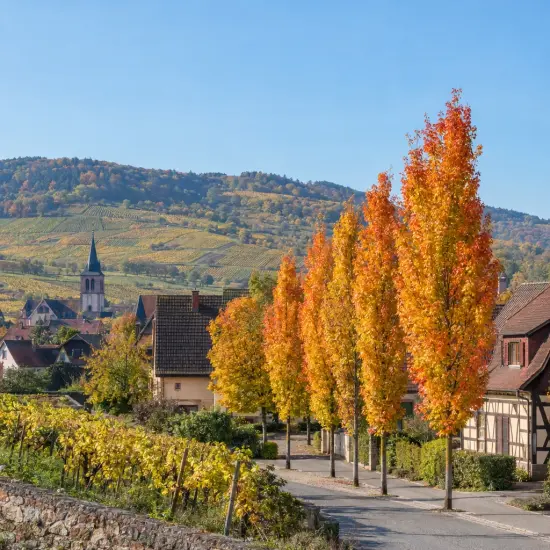 Érable rouge 'Armstrong' (Acer × freemanii) — alignement d’arbres en feuillage d’automne près d’un village