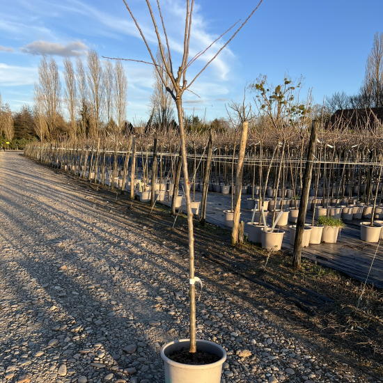 Prunier  'Miraclaude'