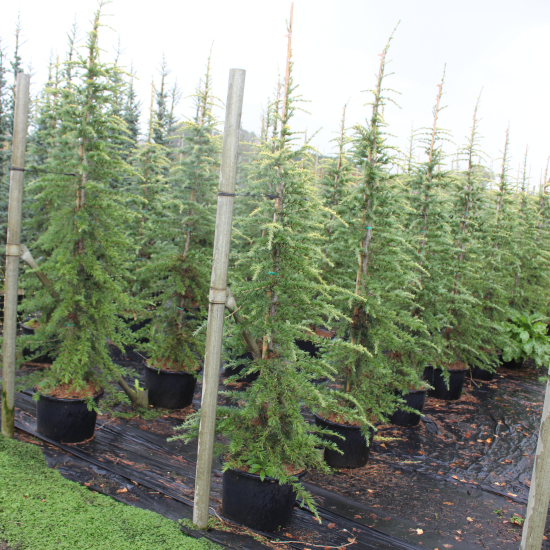 Cèdre doré de l'himalaya 'Aurea'