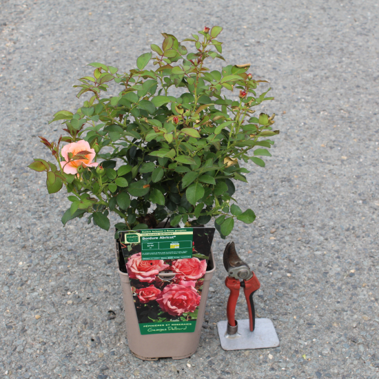 Rosier 'Bordure abricot'