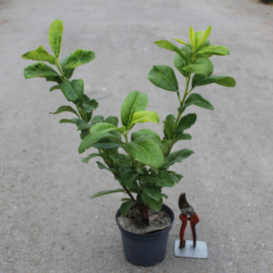 Laurier palme 'Rotundifolia'