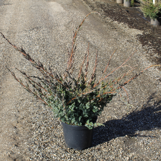 Genévrier de chine 'Blue alps'
