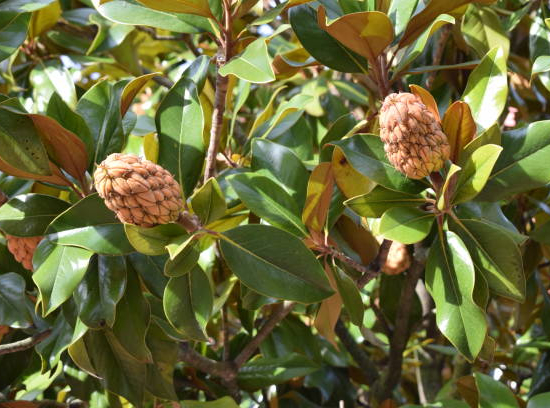 Magnolia de la galissonnière 'Galisson pyramide'