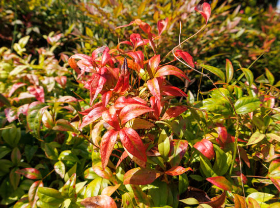 Bambou sacré 'Gulfstream'