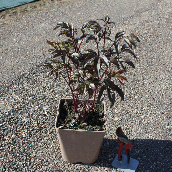 Pivoine 'Louis van houtte rouge'