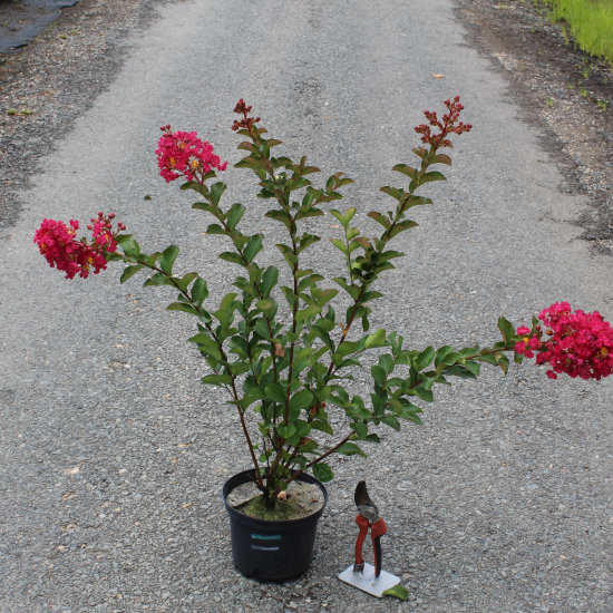 Lilas des indes 'Margaux'