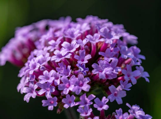 Verveine de Buenos-Aires