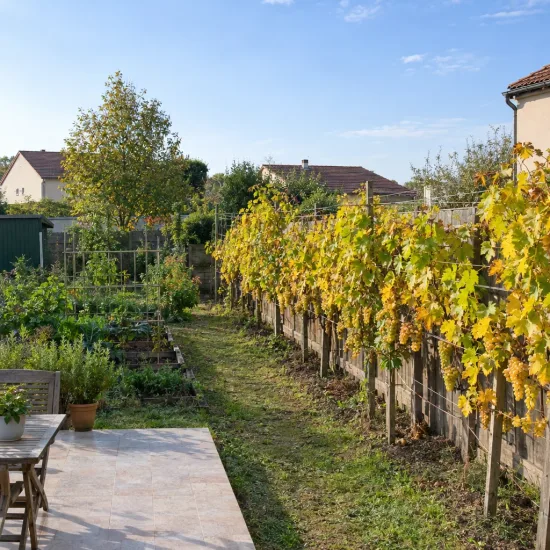 Cépage blanc 'Chenin' (Vitis vinifera) — rang de vignes palissées le long d'un jardin · Photo d'illustration
