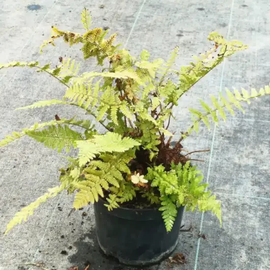 Fougère mâle 'Filix mas' (Dryopteris) — touffe de frondes vert clair dans un pot noir · Pot 2.5L Touffe