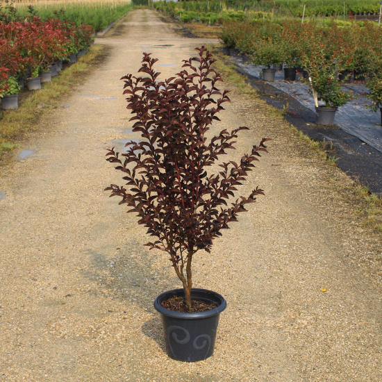 Lilas des indes 'Shell pink'