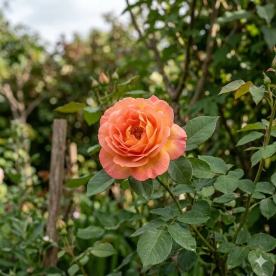 Rosier 'Pacific sunset '