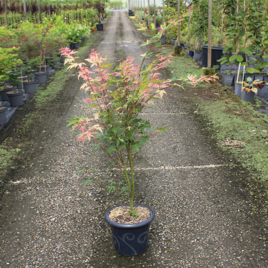 Érable du japon 'Asahi zuru'