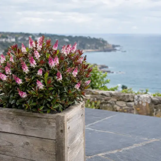 Véronique naine 'Raspberry ripple' (Hebe) — arbuste fleuri en bac bois devant vue côtière