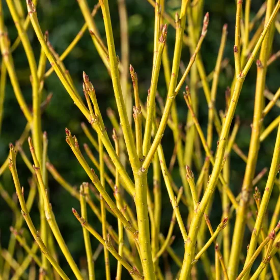 Cornouiller soyeux 'Flaviramea' (Cornus stolonifera) — rameaux dressés et denses à écorce jaune